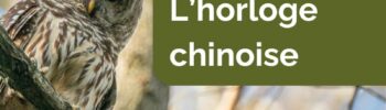 Chouette perchée dans un arbre, illustrant la vigilance nocturne et la sagesse de l’horloge chinoise selon la Médecine Traditionnelle Chinoise.